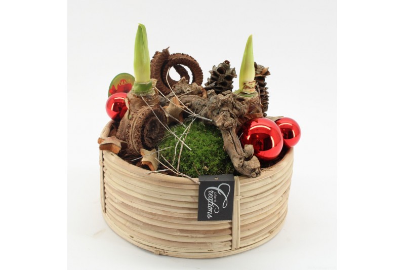 Arrangementen hippeastrum HICR-2502R Kerst Amaryllis 2 pp 