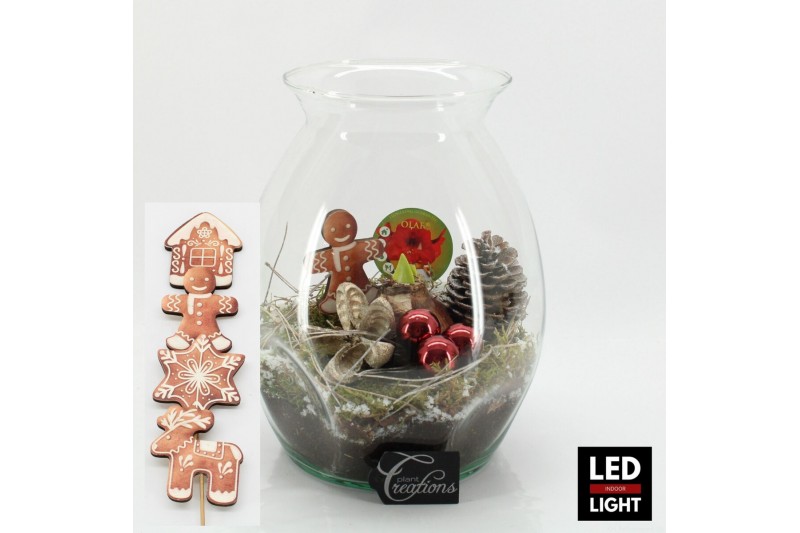 Arrangementen hippeastrum HICR-2509RLED Kerst Amaryllis terrarium 1 pp 
