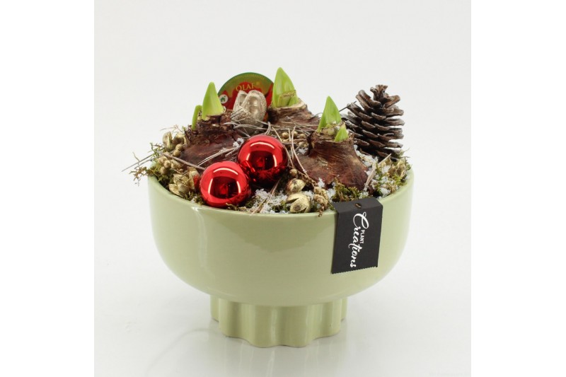 Arrangementen hippeastrum HICR-2535R Kerst Amaryllis 3 pp 