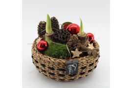 Arrangementen hippeastrum HICR-2522R Kerst Amaryllis 2 pp