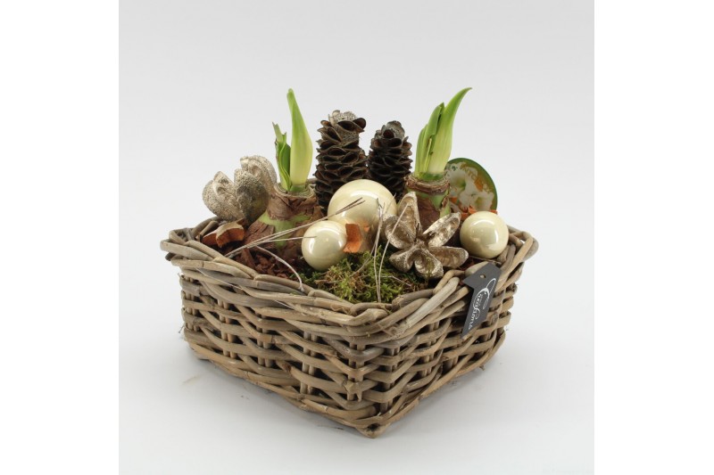 Arrangementen hippeastrum HICR-2526W Kerst Amaryllis 2 pp 