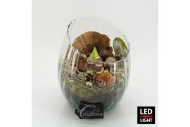 Arrangementen hippeastrum HICR-2503WLED Kerst Amaryllis 1 pp