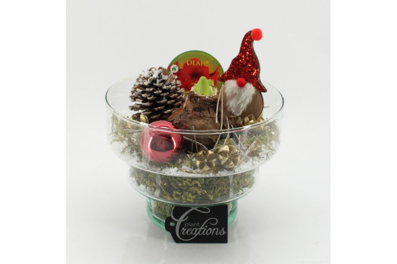 Arrangementen hippeastrum HICR-2508R Kerst Amaryllis 1 pp 