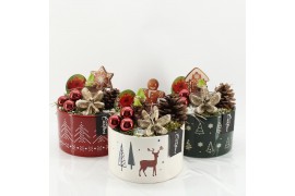 Arrangementen hippeastrum HICR-2513MR Kerst Amaryllis 1 pp