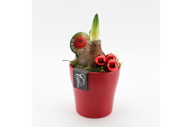 Arrangementen hippeastrum HXFD-2504R Xmas Amaryllis Fundamentals 1 pp 