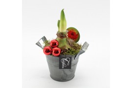 Arrangementen hippeastrum HXFD-2508R Xmas Amaryllis Fundamentals 1 pp
