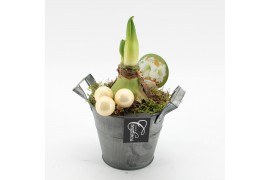 Arrangementen hippeastrum HXFD-2508W Xmas Amaryllis Fundamentals 1 pp