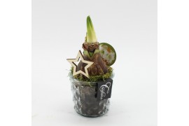 Arrangementen hippeastrum HXFD-2501W Xmas Amaryllis Fundamentals 1 pp