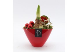 Arrangementen hippeastrum HXFD-2506R Xmas Amaryllis Fundamentals 1 pp