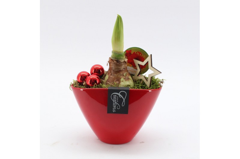 Arrangementen hippeastrum HXFD-2506R Xmas Amaryllis Fundamentals 1 pp 