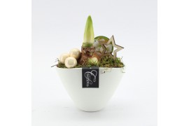 Arrangementen hippeastrum HXFD-2506W Xmas Amaryllis Fundamentals 1 pp