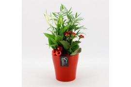 Arrangementen kamerplanten BAXM-2509R Xmas Fundamentals 3 pp