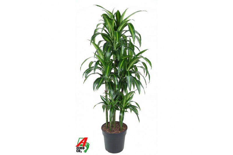 Dracaena fragr. hawaiian sunshine Dracaena Hawaiiana 90-carrouselpp 