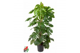 Monstera deliciosa Monstera Deliciosa Mosstok P27pp