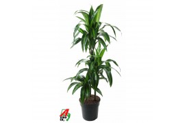 Dracaena fragr. hawaiian sunshine Dracaena Hawaiiana 60-30-15pp