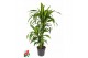 Dracaena fragr. hawaiian sunshine Dracaena Hawaiiana 45-15pp 