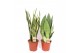 Sansevieria trifasciata Sansevieria mix 