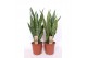 Sansevieria trifasciata Sansevieria mix 