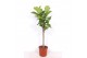 Ficus lyrata Ficus lyrata1 pp 