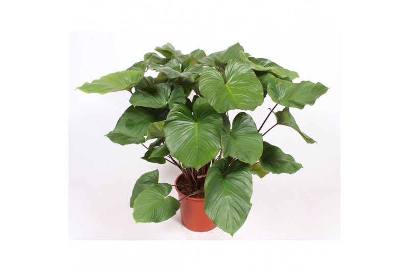 Homalomena rubescens maggy 