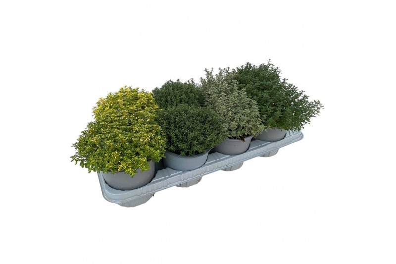 Thymus mix 14cm Thymus gemengd in tray 