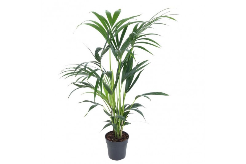 Howea forsteriana Howea Forsteriana(kentia) P19-110pp 