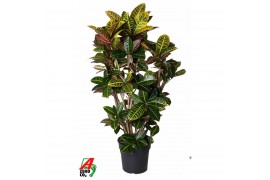 Codiaeum variegata petra Codiaeum Petra vertakt P31pp