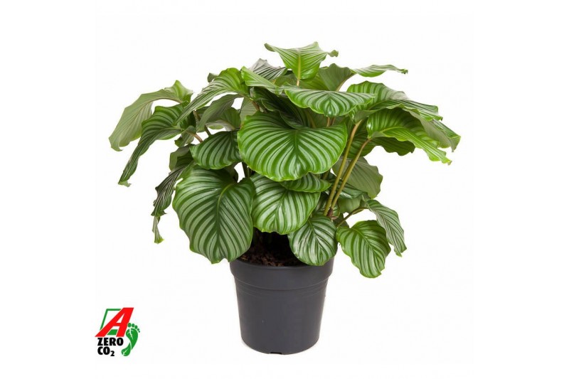 Calathea orbifolia Calathea Orbifolia2 pp zonder bloem bl. 