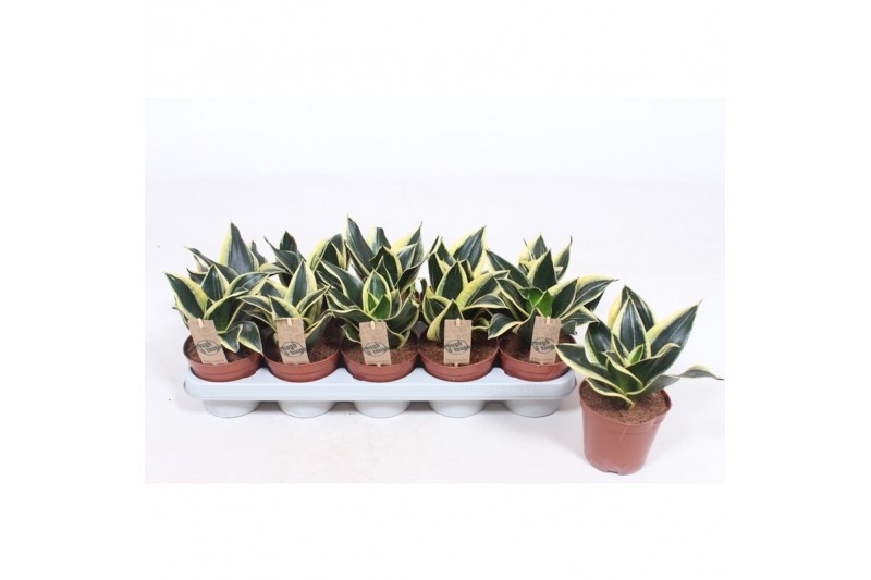 Sansevieria golden hahnii Sansevieria Golden Hahnii Black 