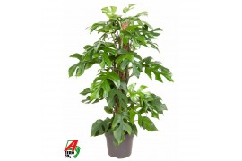 Monstera minima Monstera Minima mosstok P19 (NO GAP)pp