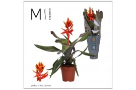 Aechmea pepita elegant flames Aechmea Pepita Elegant Flames - 12cm | M