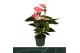 Anthurium andr. sweet dream Anthurium Sweet Dream 12cmbl. 