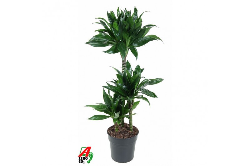 Dracaena fragr. compacta green jewel Dracaena Green Jewel 60-30-15pp 