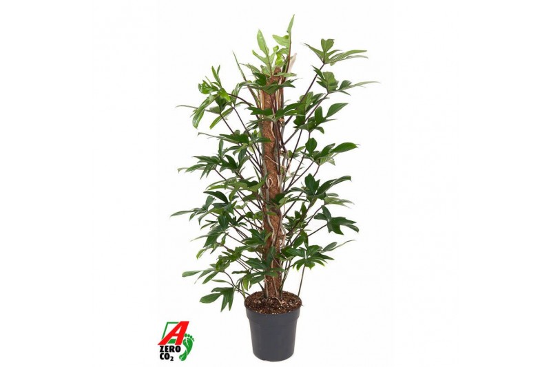 Philodendron pedatum Philodendron Pedatum mosstok P24 (NO GAP)pp 