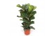 Ficus lyrata Ficus lyrata 2 per potpp 