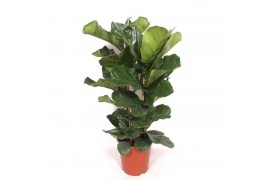 Ficus lyrata Ficus lyrata 2 per potpp