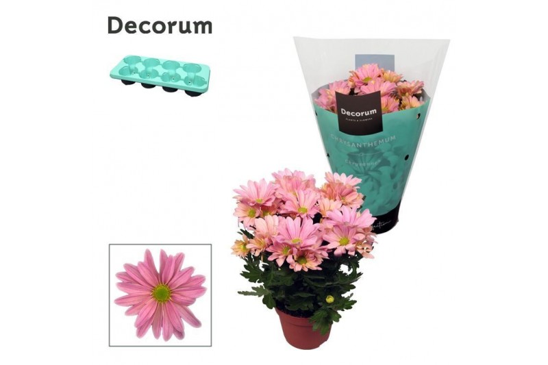 Chrysanthemum breeze princess Chrysanne® Margarita Pink3 pp 