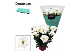 Chrysant breeze white indicum Chrysanne® Margarita White3 pp