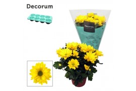 Chrysanthemum breeze sol Chrysanne® Margarita Yellow3 pp