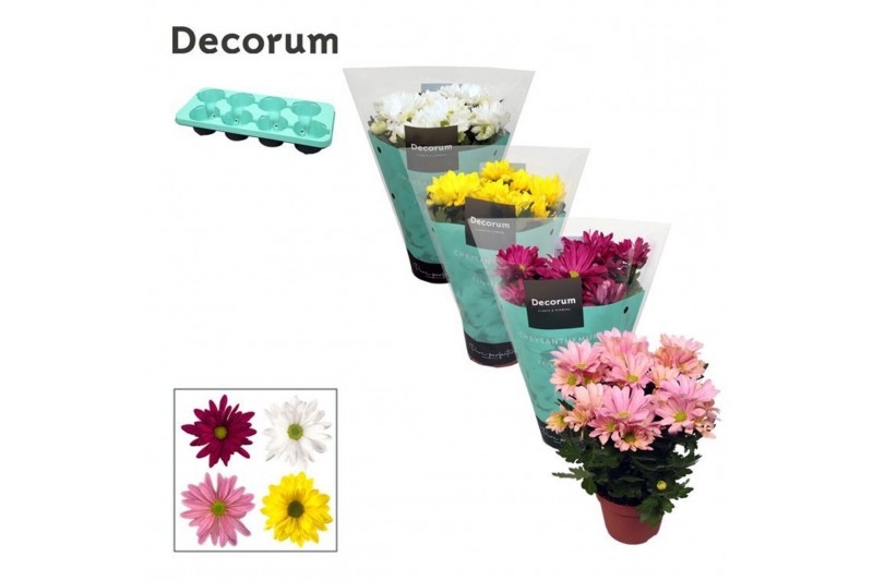Chrysanthemum ind. breeze mix Chrysanne® Margarita Mix3 pp 