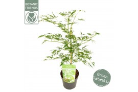 Acer palmatum dissectum Acer palm. Dissectum