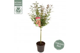 Acer palmatum shaina Acer palm. Shaina40 cm cm stam