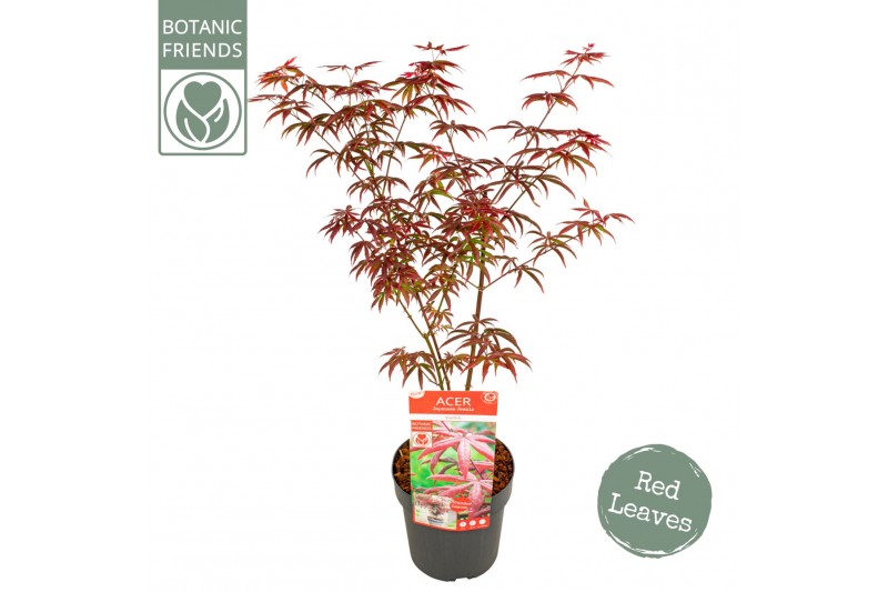 Acer palmatum starfish Acer palm. Starfish ® 