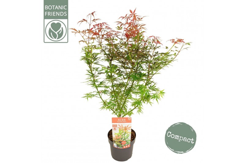 Acer palmatum jerre schwartz Acer palm. Jerre Schwartz 