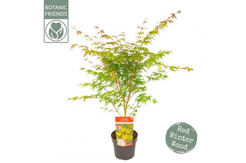 Acer palmatum sangokaku Acer palm. Sangokaku 