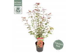 Acer palmatum shaina Acer palm. Shaina