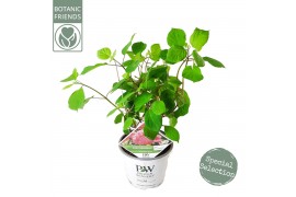 Hydrangea arborescens annabelle Hydrangea arbo. Pink Annabelle®