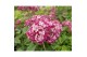 Hydrangea arborescens Hydrangea ar. Ruby Annabelle ® 