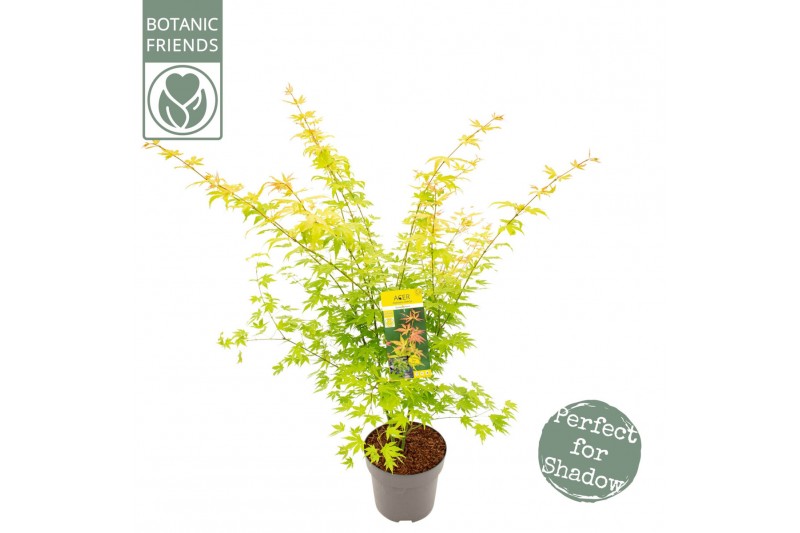 Acer palmatum orange dream Acer palm. Orange Dream 