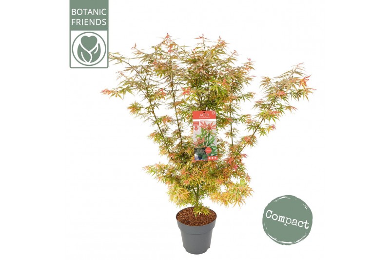 Acer palmatum jerre schwartz Acer palm. Jerre Schwartz 